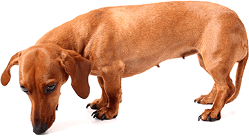 Picture of a small dog sniffing the ground