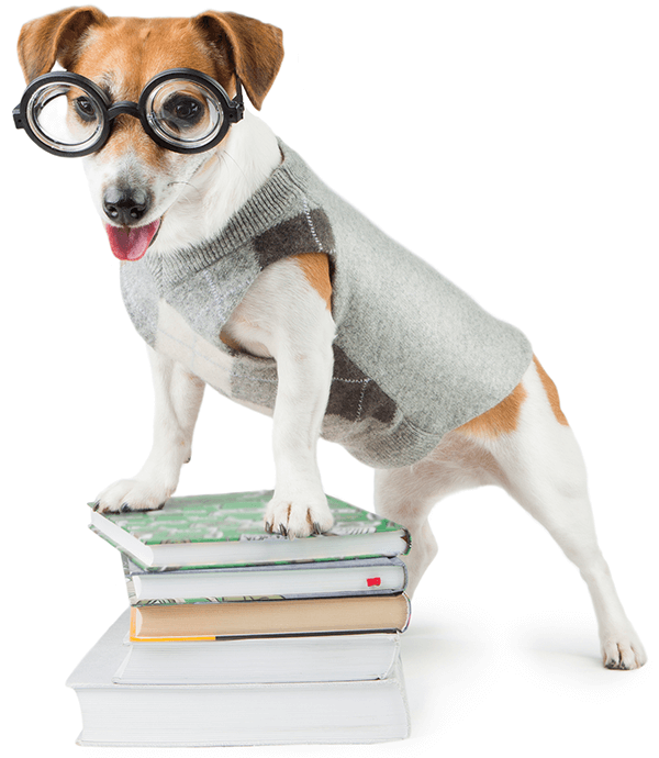 A small dog wearing glasses with his two front paws on a pile of book looking eager to learn