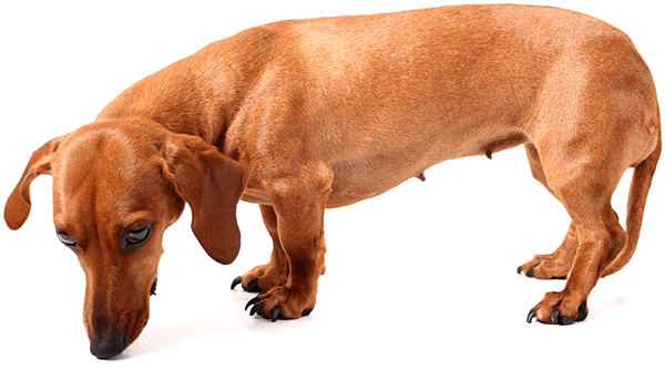 Picture of a small dog sniffing the ground