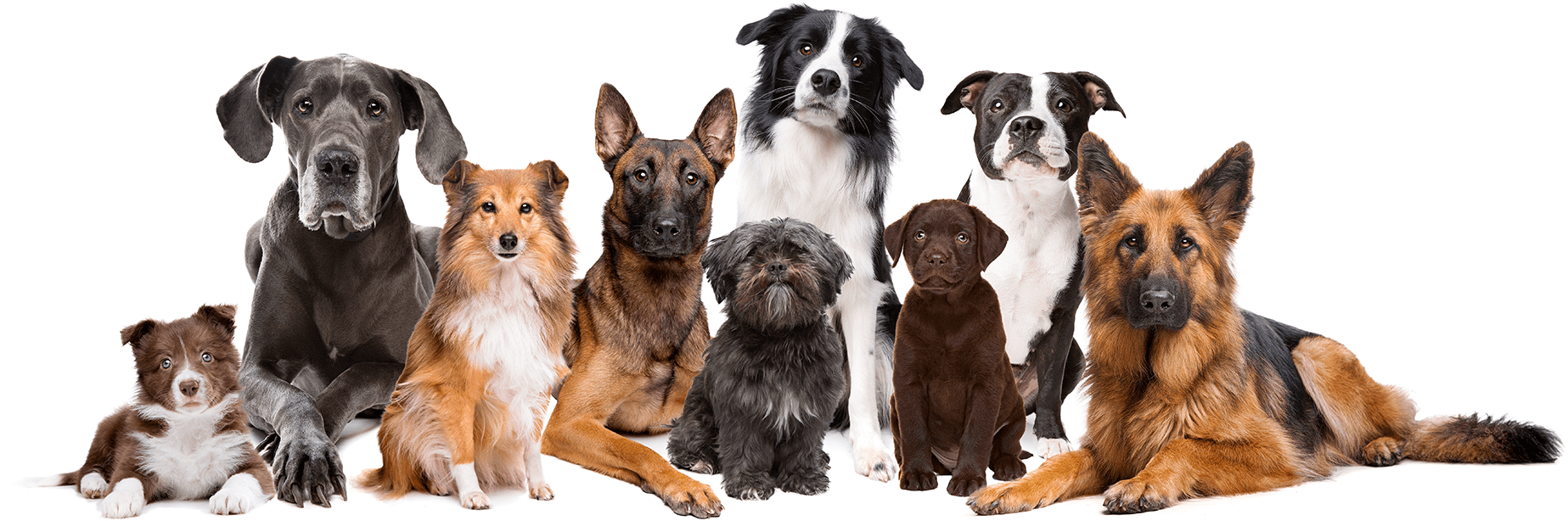Picture of a pack of dogs of different bread calm and attentive on a white backdrop