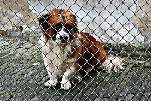 Ruthless Rescues